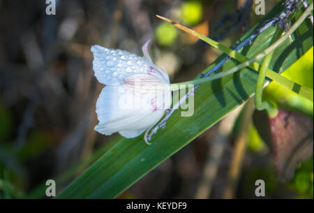 Mariposa Lilie mit Morgentau Tröpfchen, Mount Tamalpais State Park, Kalifornien Stockfoto