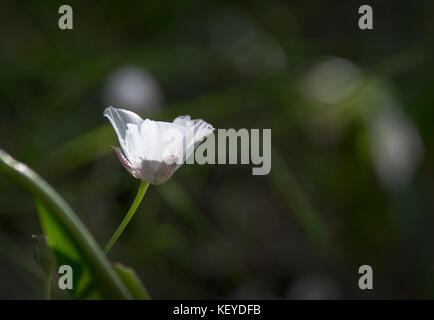 Mariposa Lilie, Mount Tamalpais State Park Stockfoto