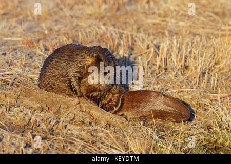 Amerikanischer Biber Castor canadensis Bosque Del Apache National Wildlife Refuge, südlich von Socorro, New Mexico, United States, 25. Februar 2013 adul Stockfoto