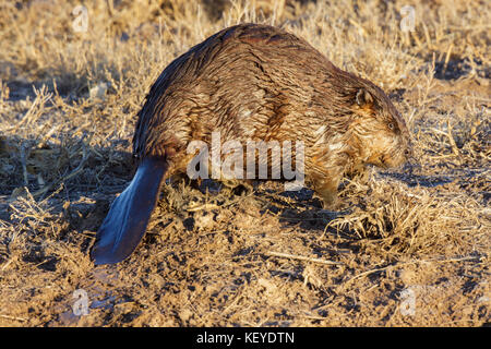 Amerikanischer Biber Castor canadensis Bosque Del Apache National Wildlife Refuge, südlich von Socorro, New Mexico, United States, 25. Februar 2013 adul Stockfoto