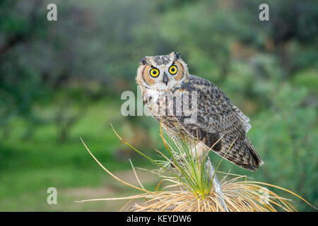 Großhorneule Bubo virginianus Tucson, Arizona, USA 20. August 2014 unreife sitzend auf Soaptree Yucca (Yucca elata). Strig Stockfoto