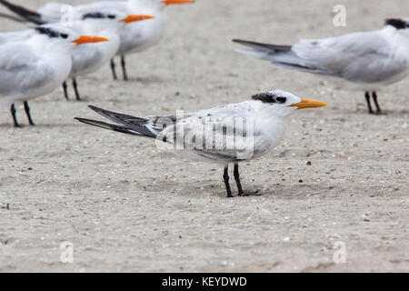 Royal tern sterna Maxima in San Diego, Kalifornien, USA, 12. September unreife Laridae Stockfoto