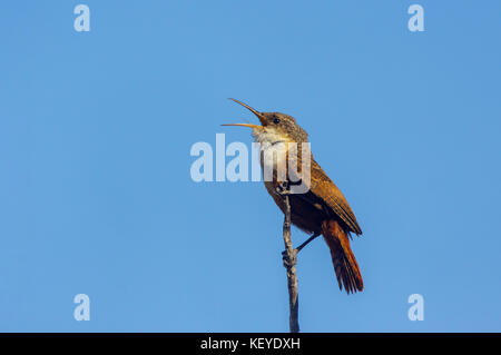 Canyon Wren catherpes mexicanus Santa Catalina Mountains, California, United States, 18. März 2011 nach troglodytidae Stockfoto