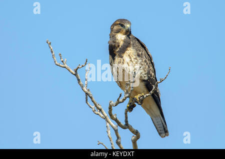 Die Hawk buteo swainsoni swainson Sierra Vista, Arizona, United States 5 September 2012 Jugendliche zwischen Morph. accipitridae Stockfoto