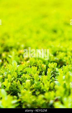 Hecke in enger als Hintergrund Stockfoto