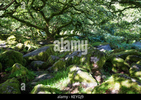 Wistman's Wood. Uraltes Dartmoor-Waldgebiet. Mit Flechten bedeckte Bäume und Granitblöcke. Heimat von Addern und Feen. Bemerkenswertes inneres Chaos. Stockfoto