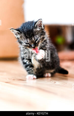 Kleine süße Kätzchen waschen eine Pfote zu Hause. Stockfoto