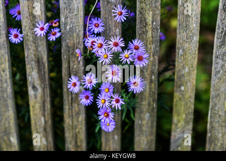 Violette Blumen ragen aus hinter einem hölzernen Zaun in der Landschaft. Stockfoto