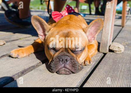 Französische Bulldogge schlafen auf braun Terrasse Stockfoto