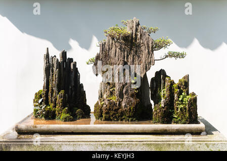 Bonsai auf Felsen mit einer weißen Wand im Hintergrund Stockfoto