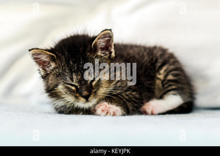 Ein süßes kleines Kätzchen liegend und schlafend auf der Couch zu Hause. Stockfoto