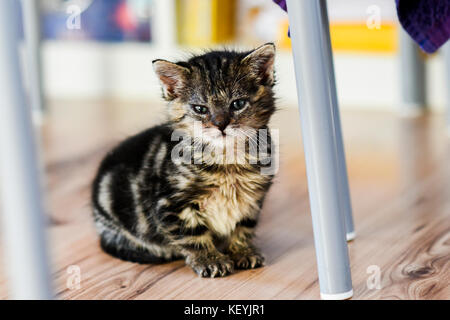 Ein süßes kleines Kätzchen auf dem Boden, zu Hause zu sitzen. Stockfoto