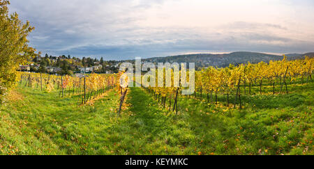 Die herbstlichen Weinberg Landschaft Panorama in Wien, Österreich. Suburban Weinberge mit gelben Blätter im Herbst Saison. Abend Stadtbild im Hintergrund Stockfoto