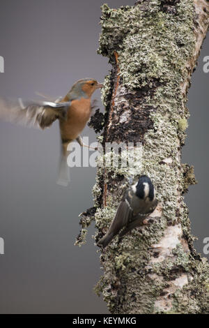 Buchfink (Fringilla coelebs) Flügel ausbreiten und flattern die Landung auf einem Silver Birch Tree Trunk. Stockfoto