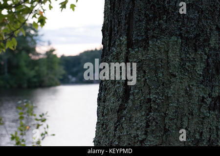 Eine definierte Baumstamm zeigt seine Textur in den Vordergrund der New-Hampshire See. Stockfoto