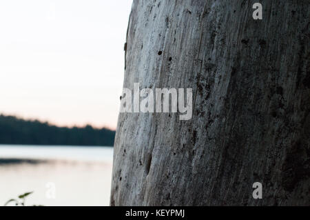 Eine definierte Baumstamm zeigt seine Textur in den Vordergrund der New-Hampshire See. Stockfoto