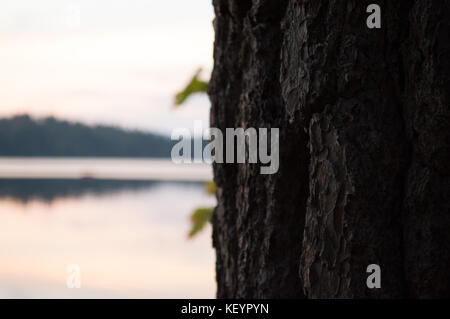 Eine definierte Baumstamm zeigt seine Textur in den Vordergrund der New-Hampshire See. Stockfoto