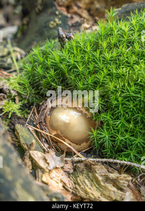 Detail Shot zeigt die Geburt eines gemeinsamen Exemplar des Gemeinen Stinkmorchels Pilz in Moosigen Ambiente Stockfoto