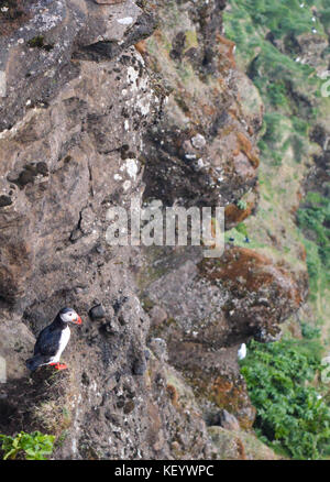 Icelanabduc natuional Vogel Papageitaucher, stehend auf einem Rock Stockfoto