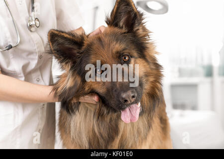 Hund Untersuchung durch Tierarzt Stockfoto