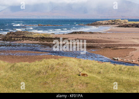 Red Deer (Cervus elaphus scoticus) Hirsch liegend mit seascape Hintergrund Stockfoto