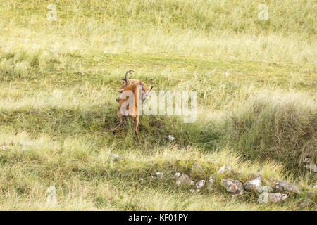 Schottische Rotwild (Cervus elaphus scoticus) Hirsche während der Brunftzeit kämpfen, auf der Insel Rum. Stockfoto