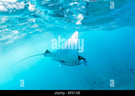 Unterwasseransicht des Schwebens riesigen ozeanischen Mantarochen (Manta birostris). Beobachten Unterwasserwelt während Abenteuer Schnorcheln Strand zu Manta Stockfoto