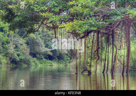 Ein malerischer Blick auf den Fluss im abgelegenen Pacaya-Samiria-Nationalpark im peruanischen Amazonas mit hängenden Luftwurzeln. Peru Stockfoto