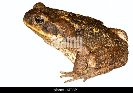 Rohrkröte isoliert auf weißem Hintergrund Stockfoto