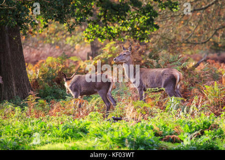Rotwild im Herbst Stockfoto