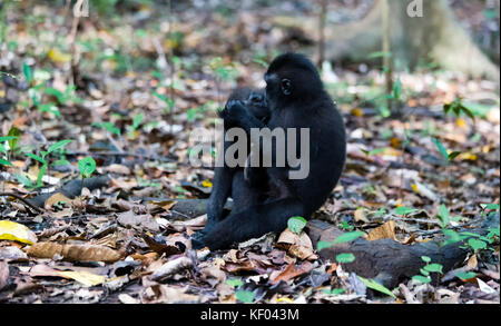 Schwarze Makaken in Tangkoko National Park, Sulawesi Stockfoto