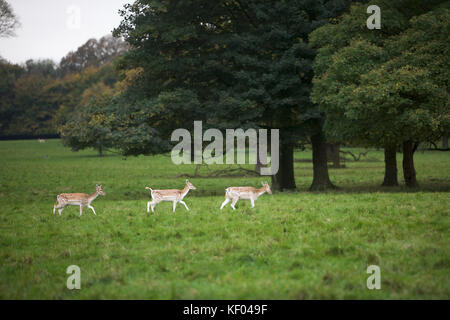 Rehe in der North Yorkshire Landschaft während der Brunftzeit Stockfoto