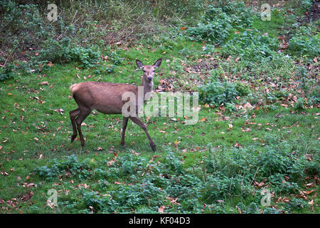 Rehe in der North Yorkshire Landschaft während der Brunftzeit Stockfoto