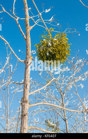 Die Mistel viscum album, gegen den blauen Himmel im Winter, Nationalpark Plitvicer Seen, Kroatien, Januar Stockfoto