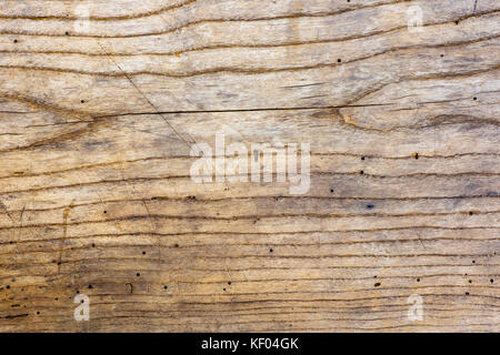 Foto der alten Eiche Holz Textur mit Nuten und Bohrungen vom Wurm, geeignet als Hintergrund Stockfoto
