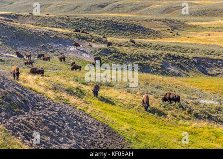 Herde Bisons grasen in Yellowstone Nationalpark, WY, USA Stockfoto