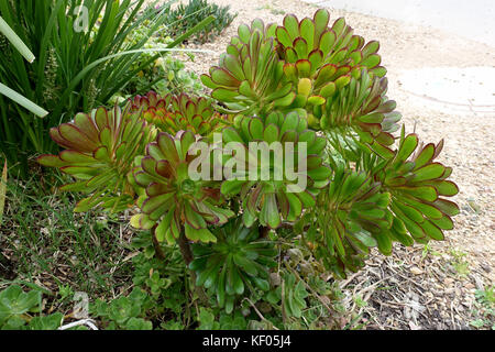 Aeonium arboreum atropurpureum im Boden wachsenden Stockfoto