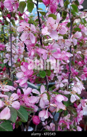 Crab Apple malus rejzam Baum in voller Blüte. Stockfoto