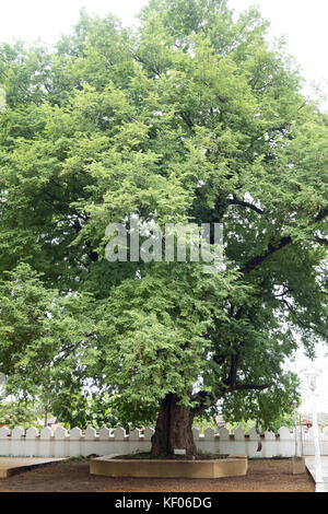 Besuch der Luang Temple in Lampang Stockfoto