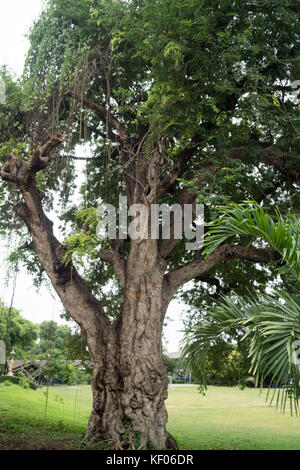 Besuch der Luang Temple in Lampang Stockfoto