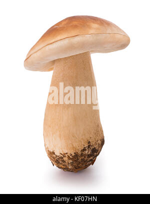 Steinpilz Pilz auf weißem Hintergrund Stockfoto