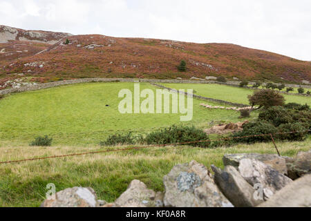 Berg Szene im Snowdonia National Park, der Schäferhund arbeiten in Feld Stockfoto