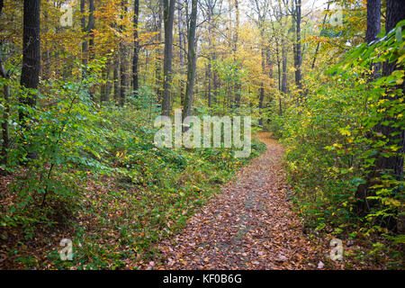 Wanderweg in einem Laubwald an einem nebligen düsteren Tag im Herbst, Laub der Buche bedecken den Boden. Wien, Österreich. Stockfoto