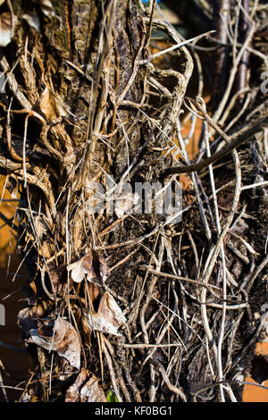 Ein alter verwitterter Holzschuppen mit totem Efeu oder Weinstock, der an das Holz angebaut ist. Stockfoto