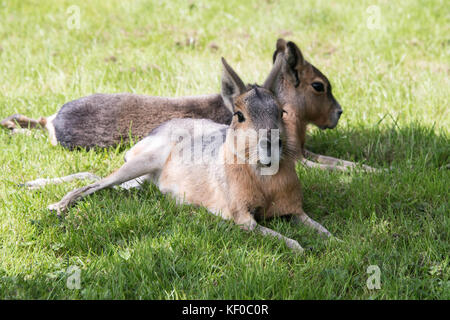 Zwei patagonian Mara im Schatten sitzen an einem sonnigen Tag Stockfoto