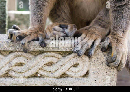 Nahaufnahme der Zehen eines braunen Lemur, wie es auf einer Mauer sitzt Stockfoto