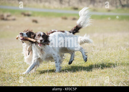 Verspielte Springer Spaniels mit einem Stick bei einem Spaziergang durch Felder in Großbritannien Stockfoto