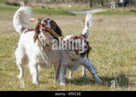 Verspielte Springer Spaniels mit einem Stick bei einem Spaziergang durch Felder in Großbritannien Stockfoto