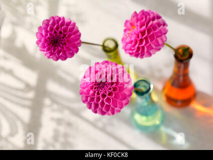 Rosa pompon Dahlien in bunten Glas Vasen neben einem Spitze Fenster mit Vorhängen. Stockfoto