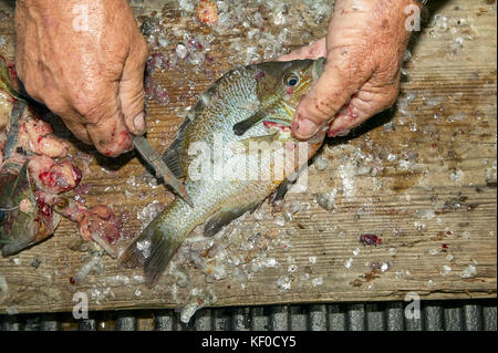 Nahaufnahme der Old Mans Hände Skalierung und Reinigung einen Fisch mit einem Messer auf einer hölzernen Hackklotz. Stockfoto